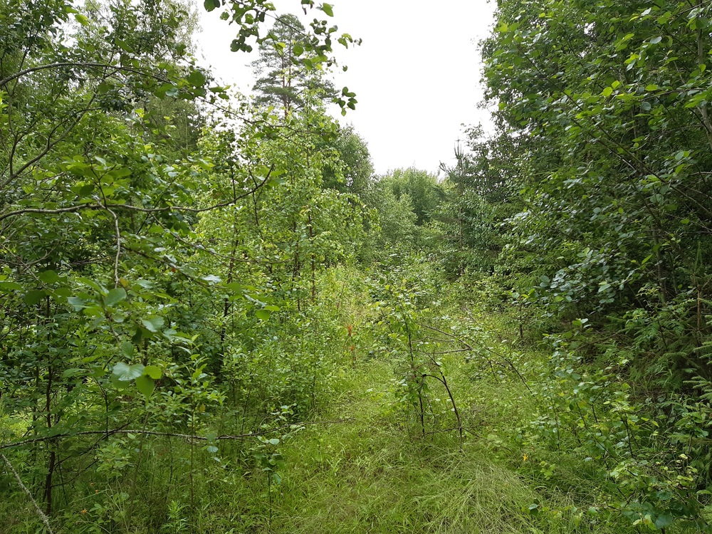 Aurajoki Oy:n raide 9.7.2019
Tässäkin on vielä 2000-luvulla ollut rautatieliikennettä, usko tai älä. 
Avainsanat: rautatiearkeologia